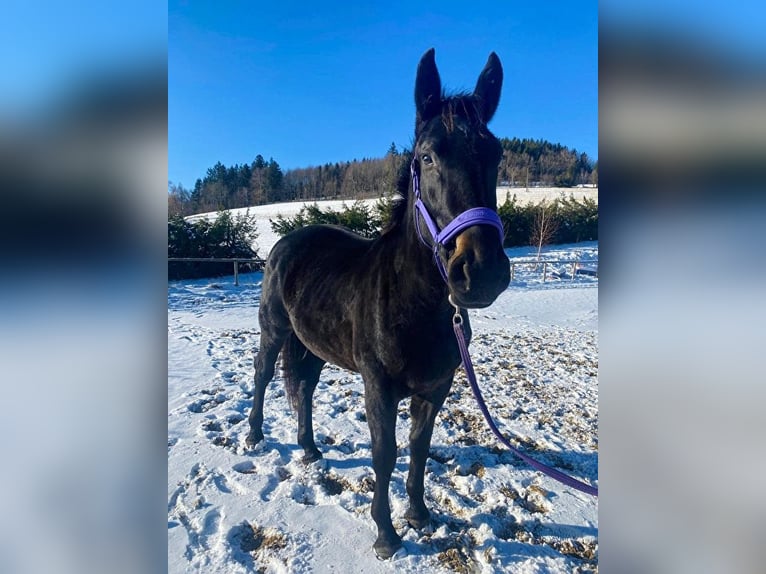 Koń śląski Klacz 3 lat 165 cm Kara in Jelenia Góra