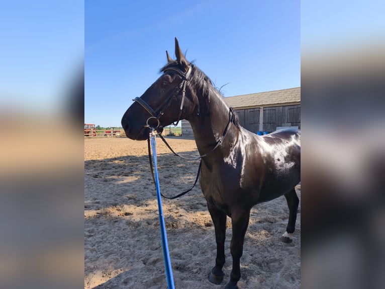 Koń śląski Klacz 4 lat 165 cm Kara in Gniezno