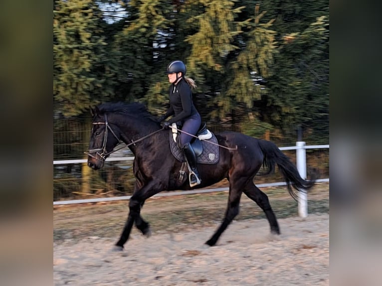 Koń śląski Klacz 4 lat 167 cm Skarogniada in Forst