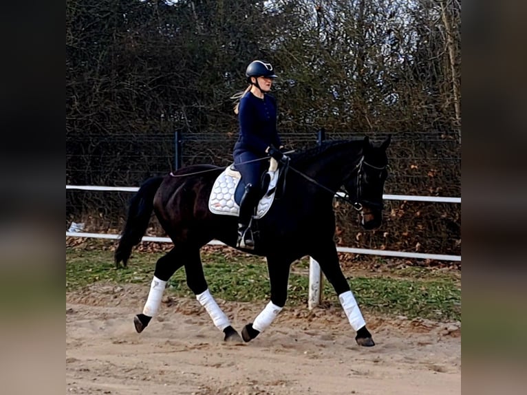 Koń śląski Klacz 4 lat 168 cm Ciemnogniada in Forst