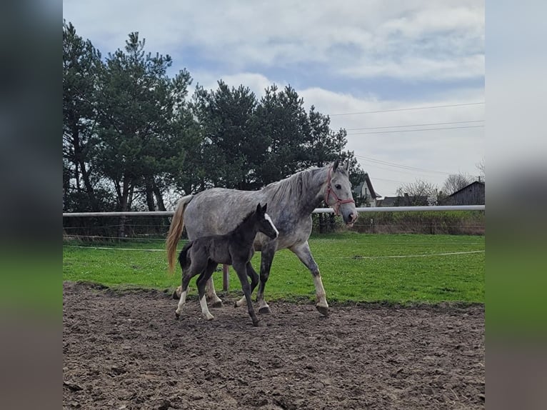 Koń śląski Klacz 4 lat 168 cm Siwa in Nieborów