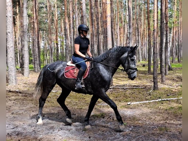 Koń śląski Klacz 4 lat 172 cm Siwa in Forst