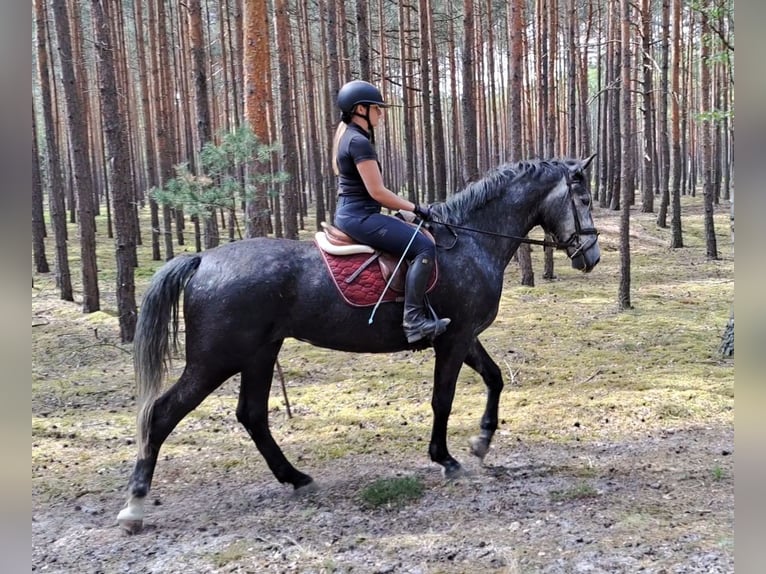 Koń śląski Klacz 4 lat 172 cm Siwa in Forst