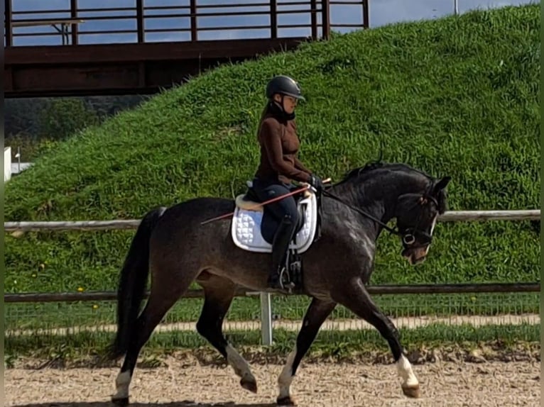 Koń śląski Klacz 5 lat 166 cm Karosiwa in Wiesengrund