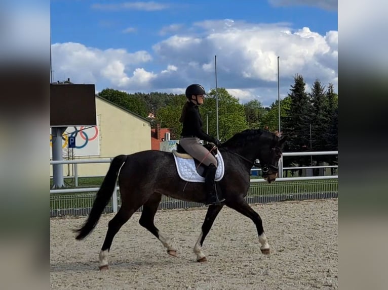 Koń śląski Klacz 5 lat 166 cm Karosiwa in Wiesengrund