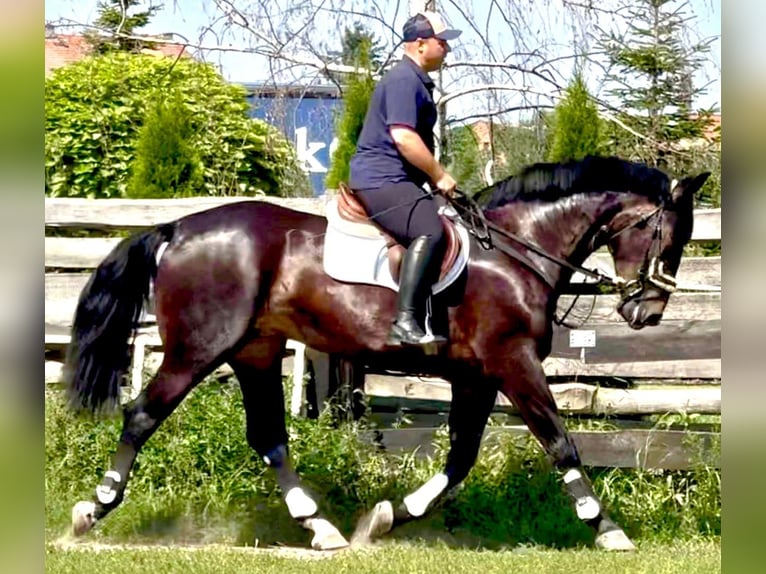 Koń śląski Klacz 5 lat 169 cm Ciemnogniada in L&#xF6;hnberg