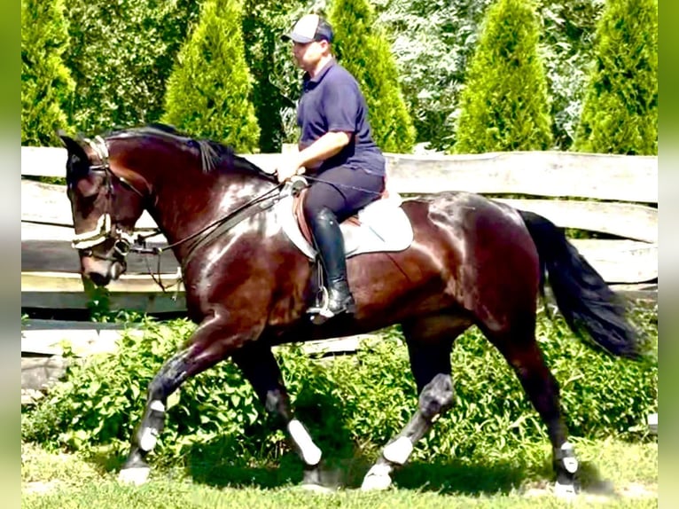 Koń śląski Klacz 5 lat 169 cm Ciemnogniada in L&#xF6;hnberg