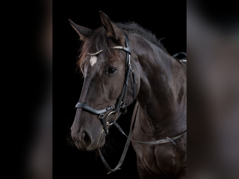 Koń śląski Klacz 6 lat 163 cm Kara in Hamburg