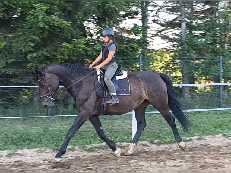 Koń śląski Klacz 6 lat 167 cm Ciemnogniada in Forst