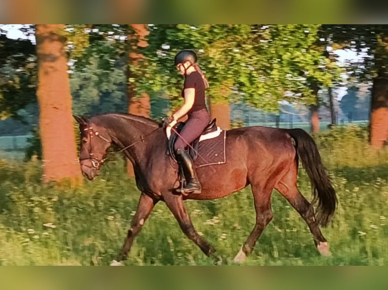 Koń śląski Klacz 6 lat 168 cm Ciemnogniada in Forst