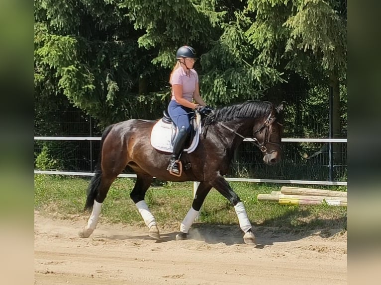 Koń śląski Klacz 6 lat 168 cm Ciemnogniada in Forst