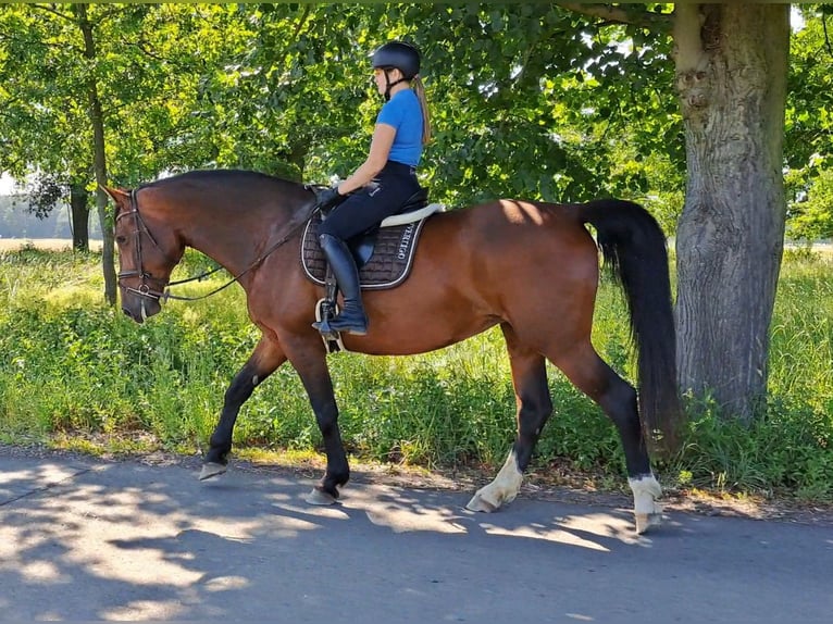 Koń śląski Klacz 7 lat 172 cm Gniada in Forst