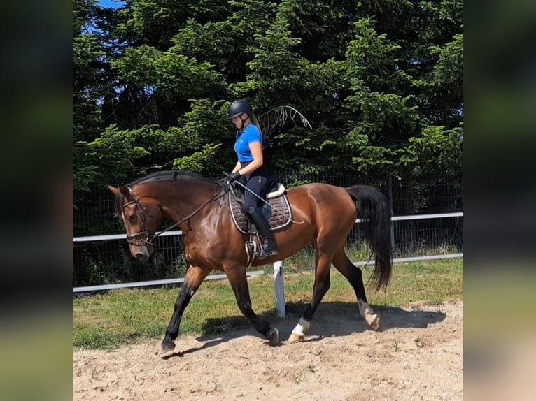 Koń śląski Klacz 7 lat 172 cm Gniada in Forst