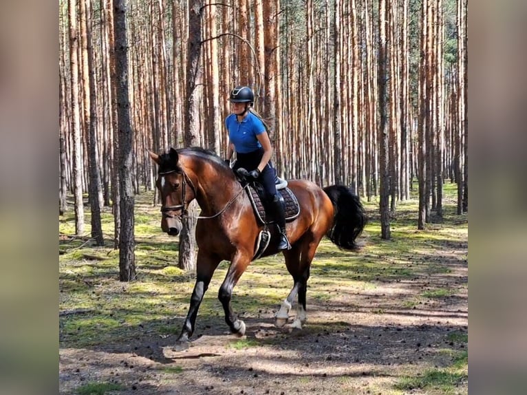Koń śląski Klacz 7 lat 172 cm Gniada in Forst