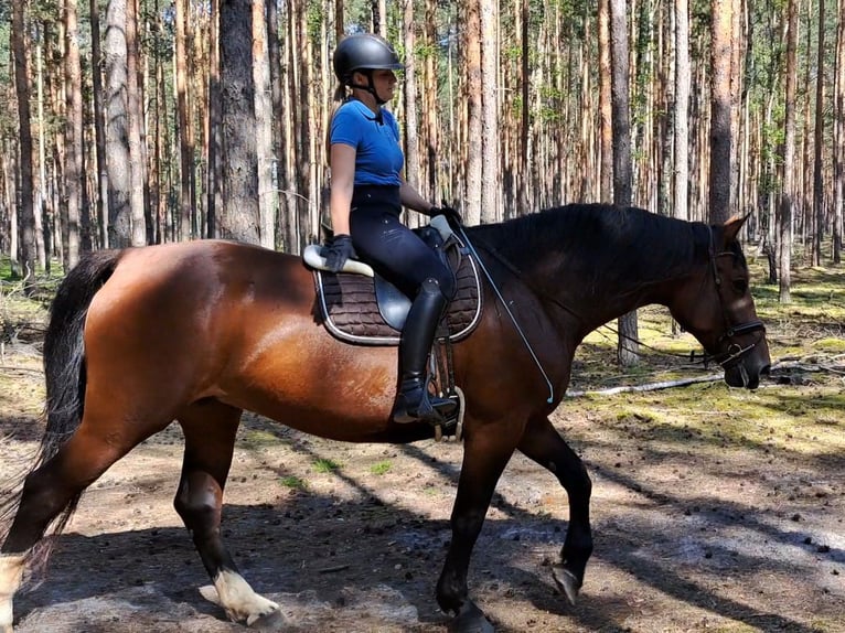 Koń śląski Klacz 7 lat 172 cm Gniada in Forst