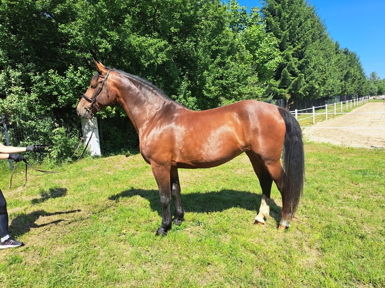 Koń śląski Klacz 7 lat 172 cm Gniada in Forst