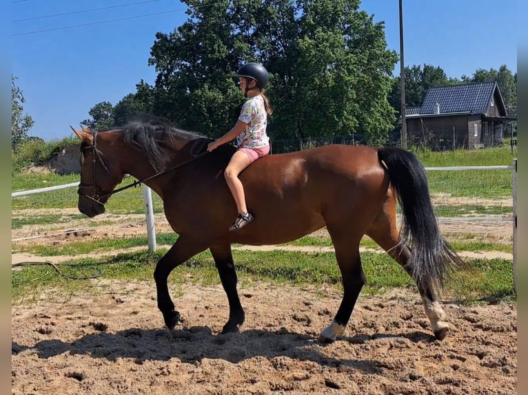 Koń śląski Klacz 7 lat 172 cm Gniada in Forst