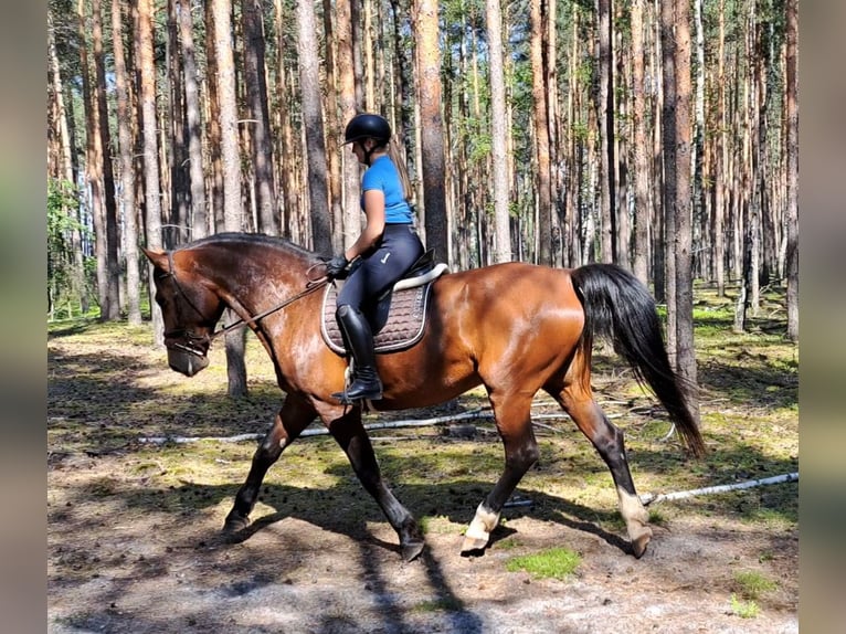 Koń śląski Klacz 7 lat 172 cm Gniada in Forst