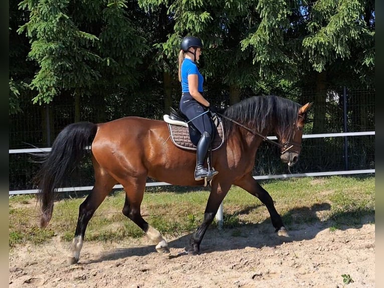 Koń śląski Klacz 7 lat 172 cm Gniada in Forst