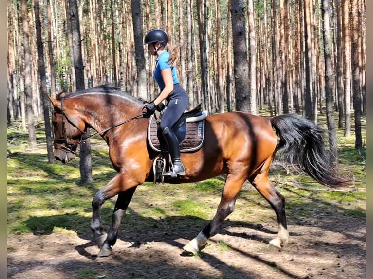 Koń śląski Klacz 7 lat 172 cm Gniada in Forst