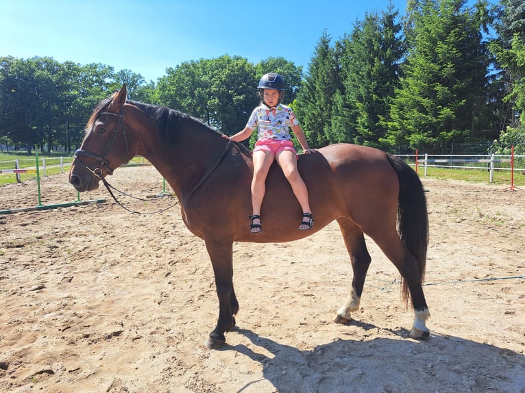 Koń śląski Klacz 7 lat 172 cm Gniada in Forst