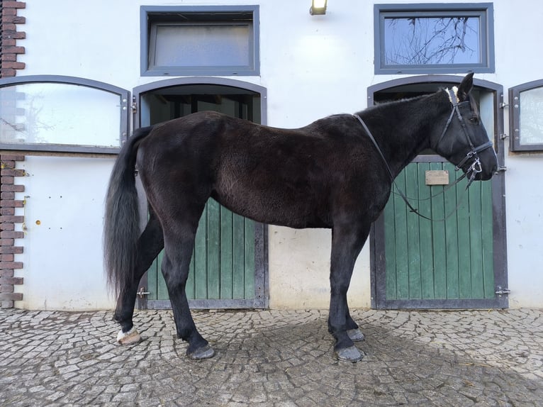 Koń śląski Klacz 8 lat 166 cm Kara in Ściborzyce Małe