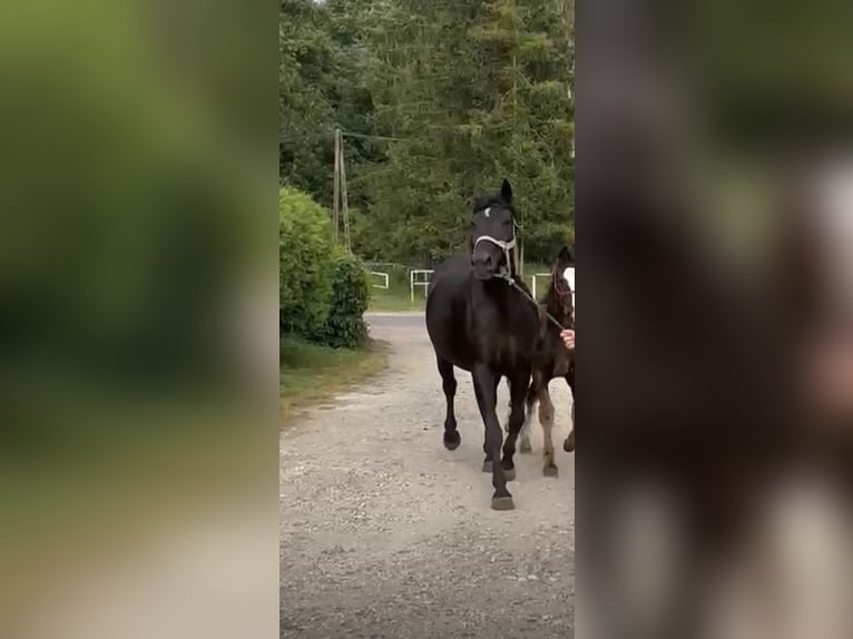 Koń śląski Klacz 9 lat 165 cm Kara in Obiecanowo