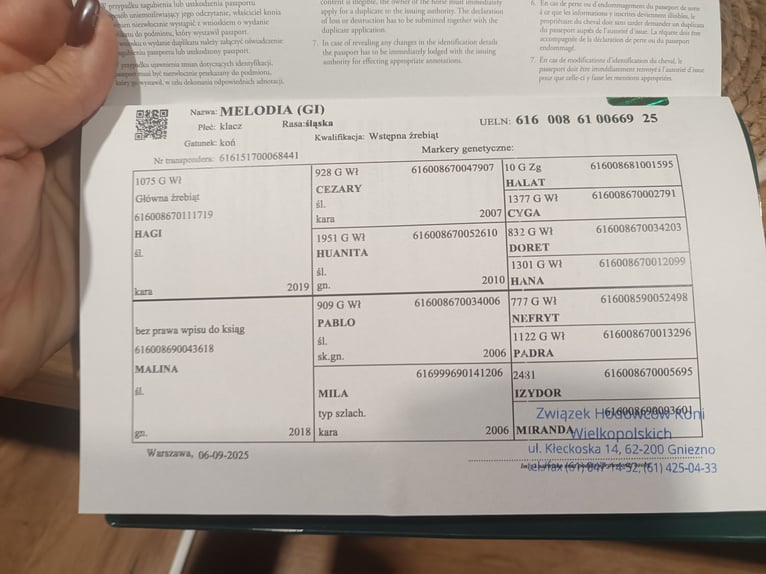 Koń śląski Klacz Źrebak (04/2025) Gniada in Białykał Koń śląski Klacz Źrebak (04/2025) Gniada in Białykał