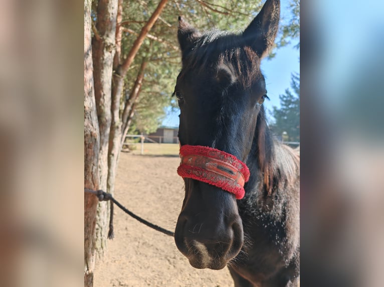 Koń śląski Ogier 1 Rok 145 cm Kara in Sulmierzyce