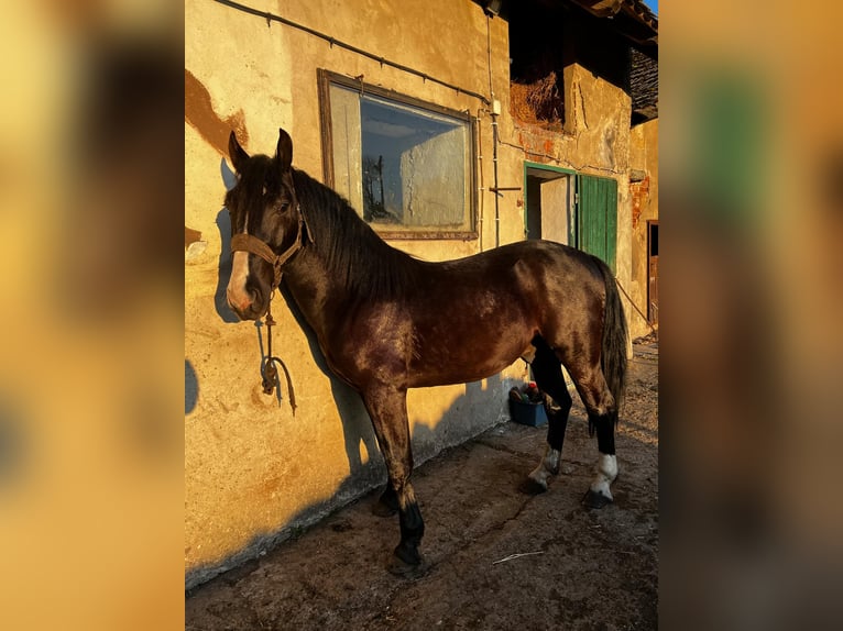 Koń śląski Ogier 3 lat 150 cm Skarogniada in Wodzis&#x142;aw &#x15A;l&#x105;ski