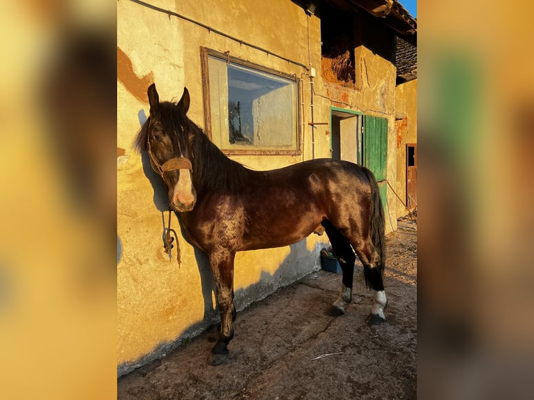 Koń śląski Ogier 3 lat 150 cm Skarogniada in Wodzis&#x142;aw &#x15A;l&#x105;ski