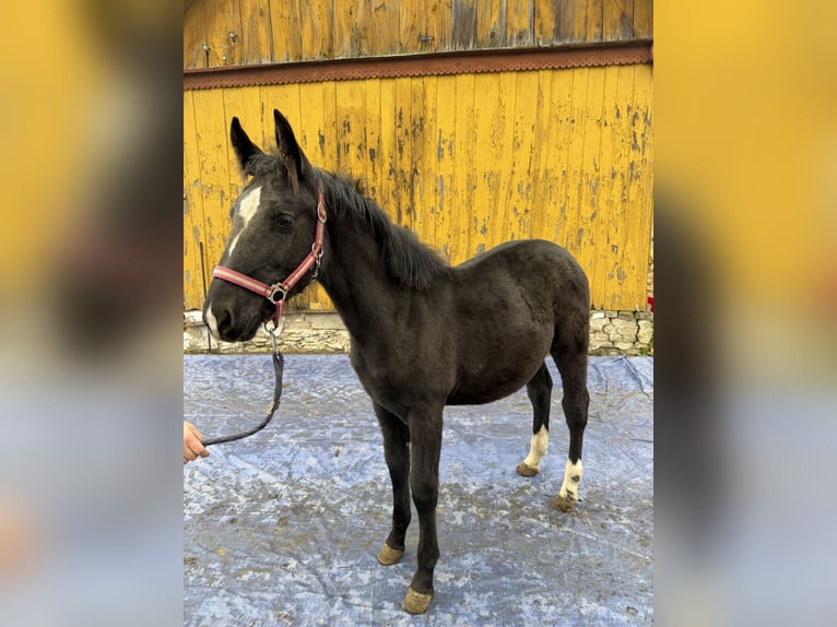 Koń śląski Ogier 3 lat 163 cm Kara in Konieczno