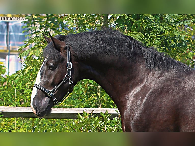 Koń śląski Ogier 3 lat 166 cm Kara in KAMNIK