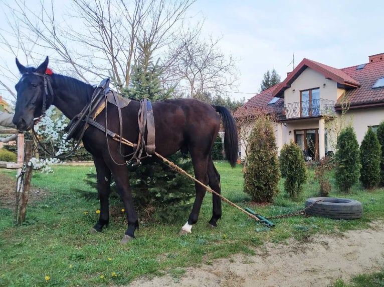 Koń śląski Ogier 3 lat in Ozorków