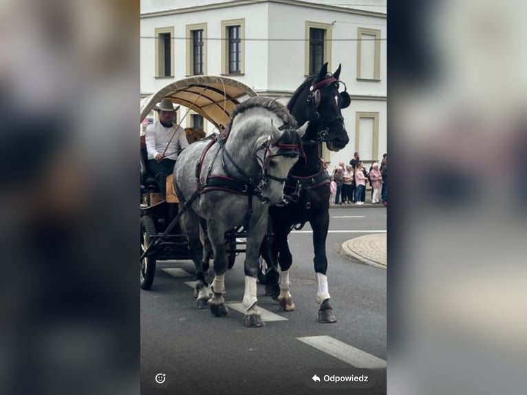 Koń śląski Ogier 9 lat 166 cm Siwa in Marklowice Koń śląski Ogier 9 lat 166 cm Siwa in Marklowice