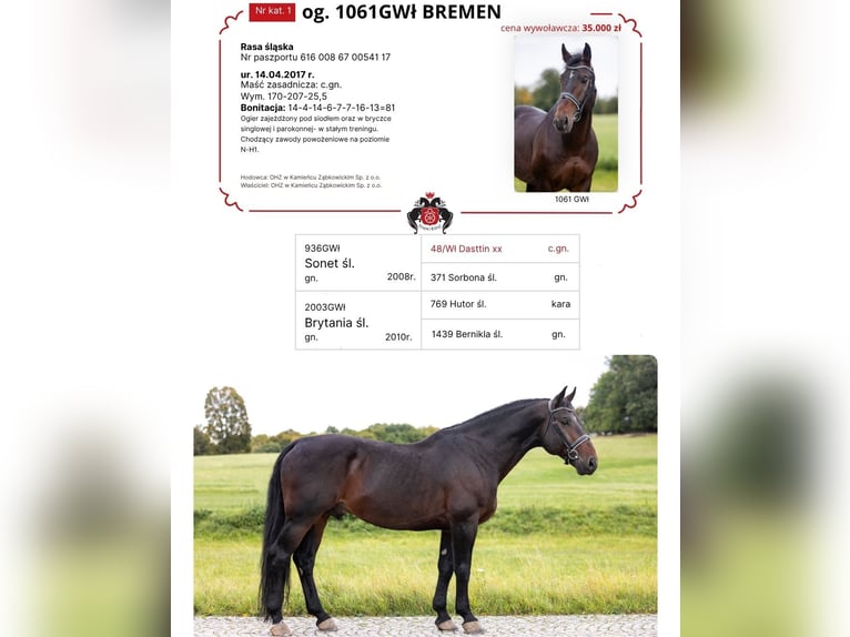 Koń śląski Ogier 9 lat 170 cm Ciemnogniada in Wałbrzych