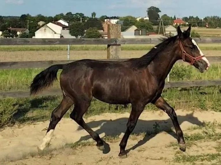 Koń śląski Ogier Źrebak (02/2024) 140 cm Skarogniada in Florianów