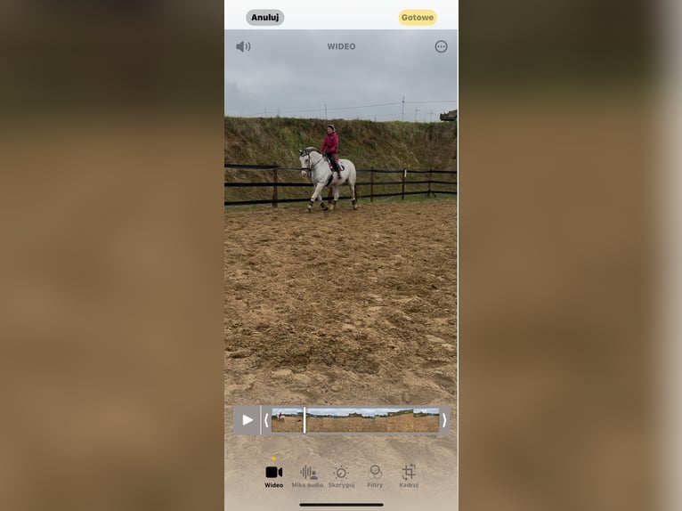 Koń śląski Wałach 10 lat 180 cm Siwa w hreczce in Trzebnica