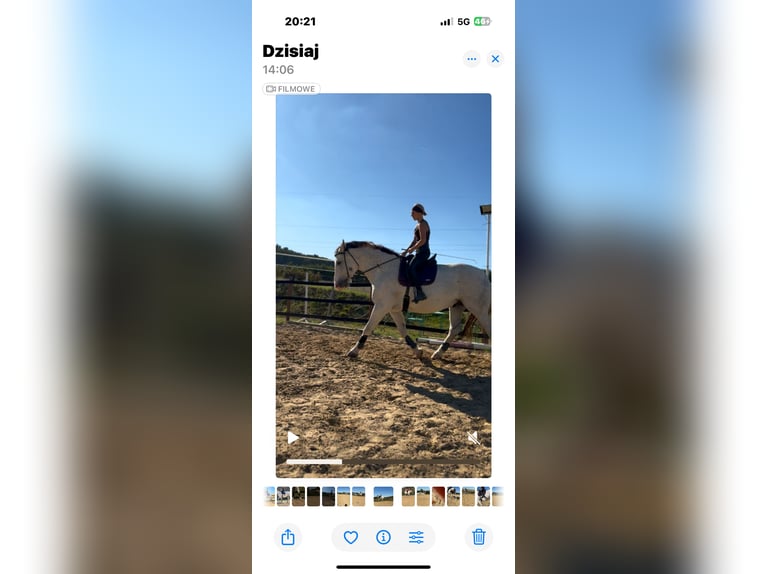 Koń śląski Wałach 10 lat 180 cm Siwa w hreczce in Trzebnica