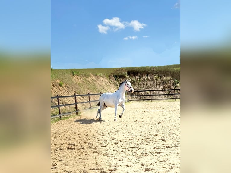 Koń śląski Wałach 10 lat 180 cm Siwa w hreczce in Trzebnica