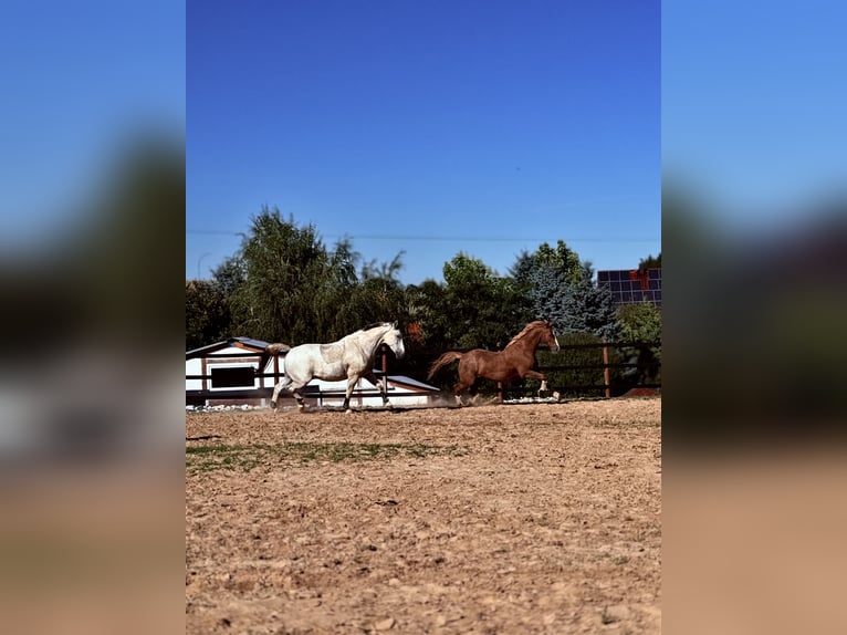 Koń śląski Wałach 10 lat 180 cm Siwa w hreczce in Trzebnica