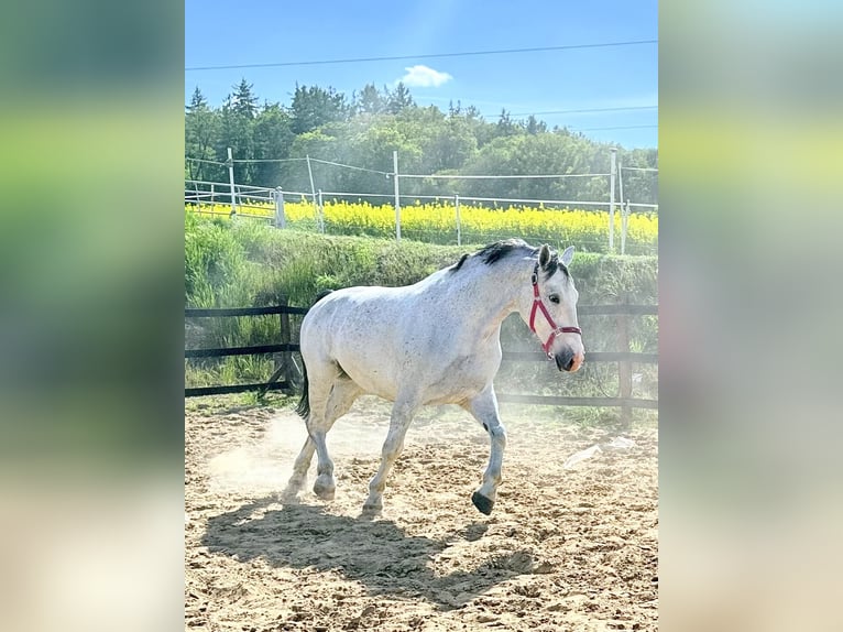 Koń śląski Wałach 10 lat 180 cm Siwa w hreczce in Trzebnica