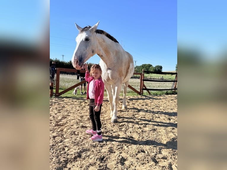 Koń śląski Wałach 10 lat 180 cm Siwa w hreczce in Trzebnica