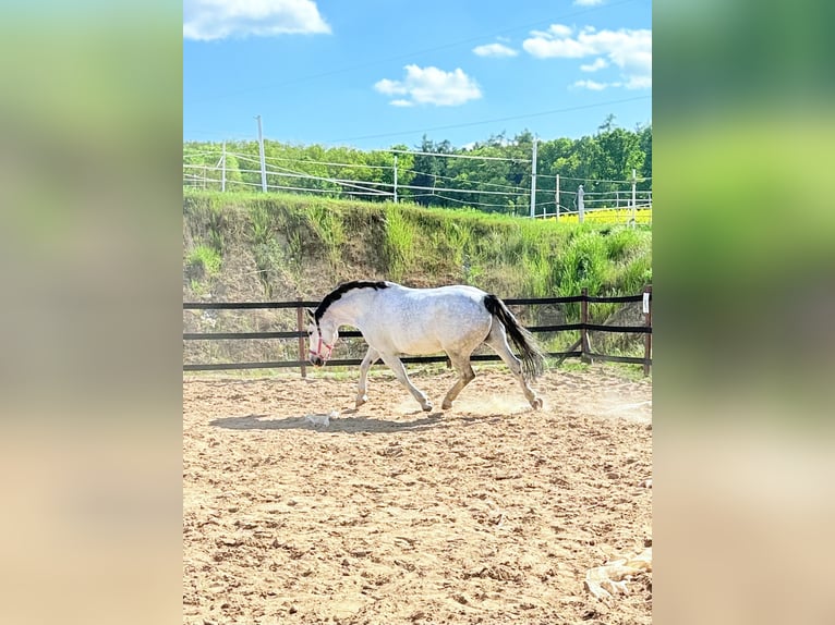 Koń śląski Wałach 10 lat 180 cm Siwa w hreczce in Trzebnica