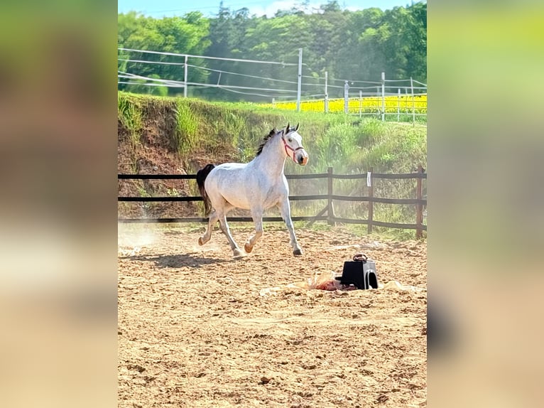Koń śląski Wałach 10 lat 180 cm Siwa w hreczce in Trzebnica