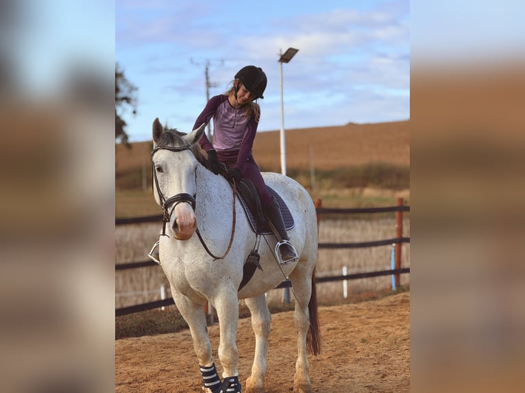 Koń śląski Wałach 10 lat 180 cm Siwa w hreczce in Trzebnica