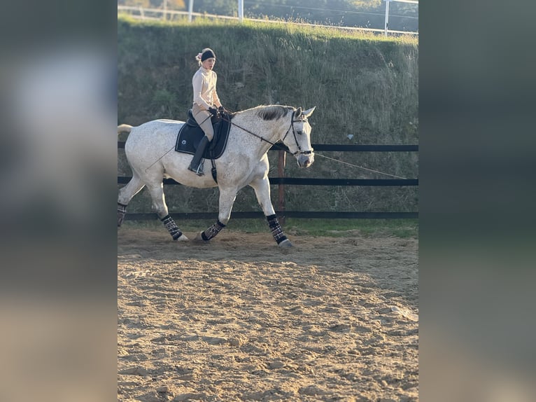 Koń śląski Wałach 10 lat 180 cm Siwa w hreczce in Trzebnica