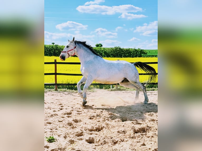 Koń śląski Wałach 10 lat 180 cm Siwa w hreczce in Trzebnica