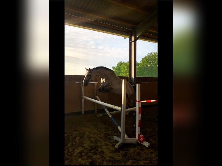 Koń śląski Wałach 12 lat 173 cm Siwa jabłkowita in Senden