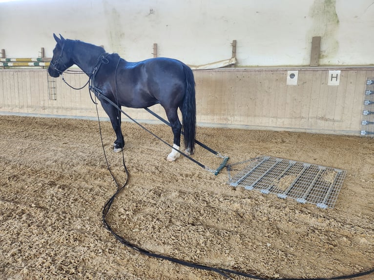 Koń śląski Wałach 14 lat 165 cm Skarogniada in Gablingen